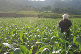 Nhiều hộ dân ở thôn Quyết Chiến, xã Hào Lý tận dụng đất trồng ngô lai phát triển kinh tế gia đình